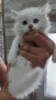 Ангорска котка, снимка 6