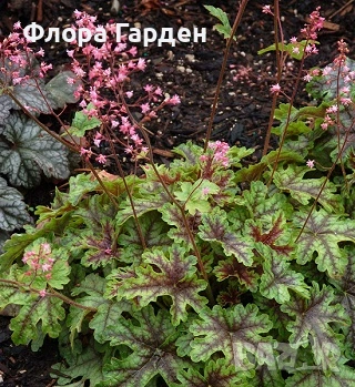 Хойхера, Хойхерела, Тиарела, снимка 7 - Градински цветя и растения - 55001292