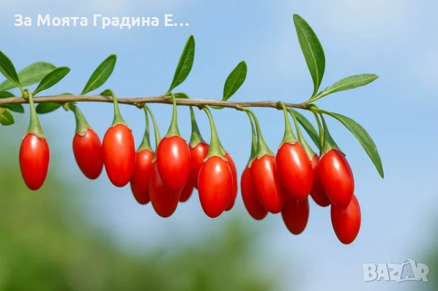 Годжи бери - Червено и жълто , снимка 3 - Градинска техника - 54020824