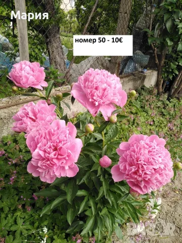 Тревисти божури корени, снимка 5 - Градински цветя и растения - 55598881