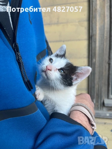 Коте търси своят нов дом