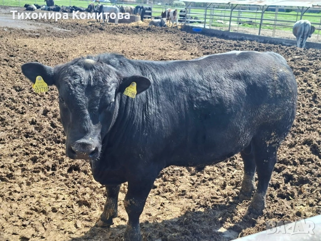 Свободни месодайни телета