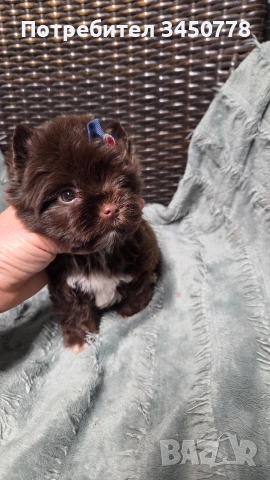 Мини шоколадов йорк момче, снимка 6 - Йоркширски териер - 54310291