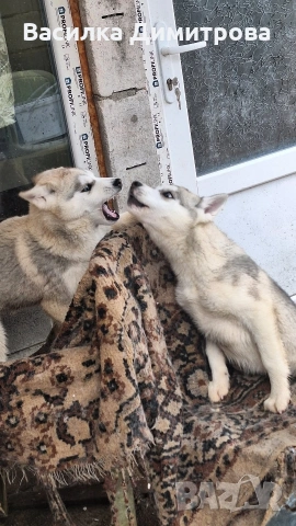 продавам сибирски хъскита и аляски маламут на 3 месеца , снимка 4 - Хъски - 54158603