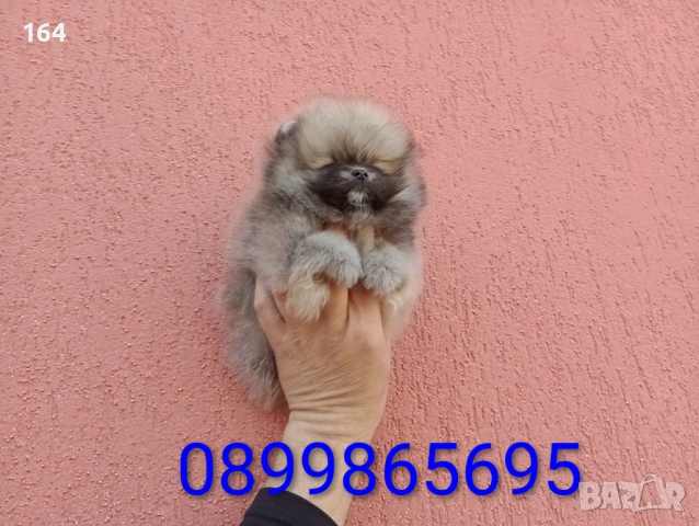 Мъжки и женски Померани. Реални снимки ! Различни възрасти !!!, снимка 9 - Померан - 53988372