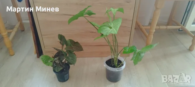 Две цветя Сингониум (Syngonium) за 8 евро + подарък