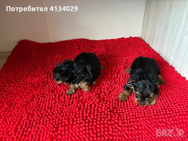            Две женски супер  мини йорки джудже обезпаразини и ваксинирани, снимка 5 - Йоркширски териер - 53228272