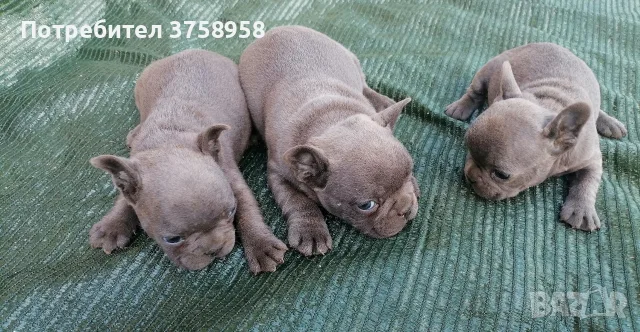Продавам френски булдочета , снимка 4 - Френски булдог - 55444038