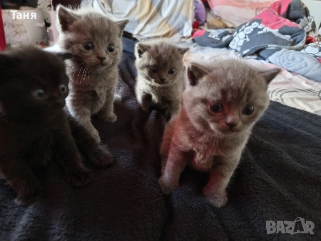 Британски котенца , снимка 2 - Британска късокосместа - 54724556