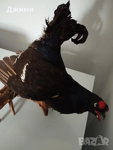 красив мъжки тетрев, снимка 3 - Антикварни и старинни предмети - 54245698