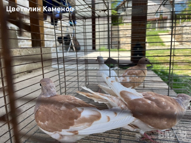 Гугтки Скумриики , снимка 3 - Гълъби - 54910494