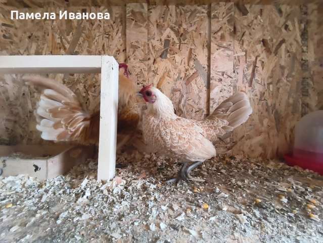 Яйца от зибрайт , снимка 4 - Кокошки и пуйки - 54169432