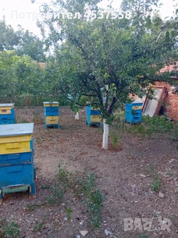 пчелни семейства