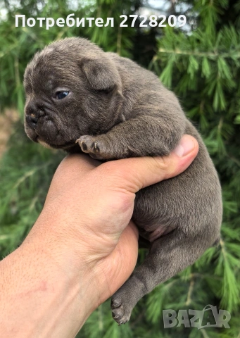 Френски булдог/French Bulldog , снимка 9 - Френски булдог - 54656690