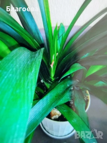 Кливия оранжева 2 големи растения