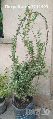 Продавам чашкодрян, салвия, розмарин, алое ,делосперма, евонимус