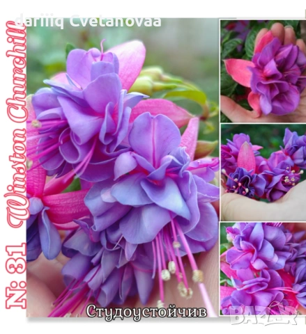 Фуксия за Градинска3.85€ и Каскадна 2.90€, снимка 3 - Градински цветя и растения - 54220196