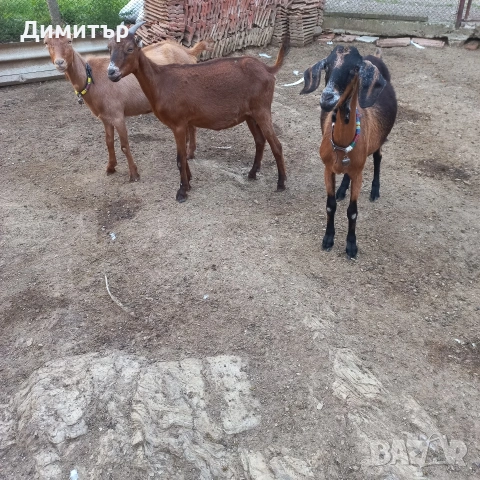 продавам 10 овце овен 3кози, снимка 8 - Овце - 54887230