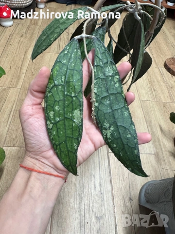 Hoya Хоя Clemensiorum 