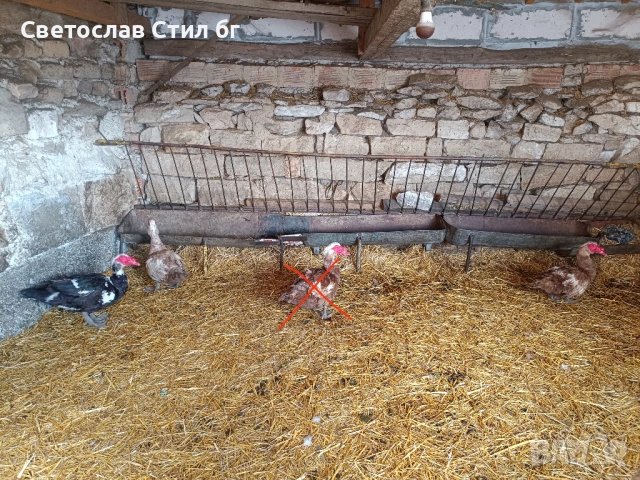 Мъжки Неми Патици 
