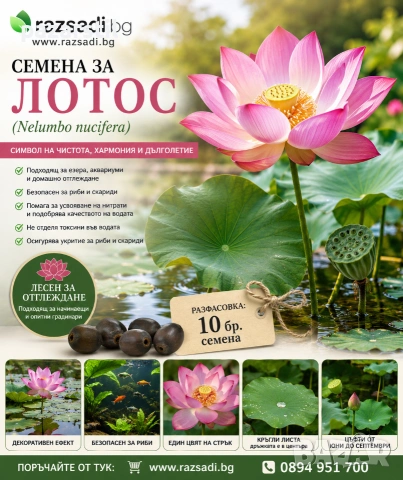 Лотос - семена 