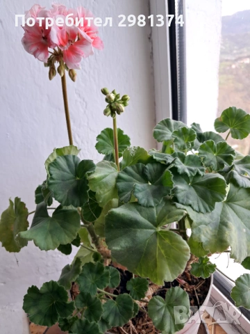 Пеларгониум зонале(Моловка праскова), снимка 2 - Стайни растения - 54008974