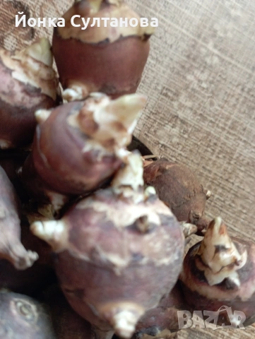 Гулия за сеене, снимка 2 - Домашни продукти - 54309096