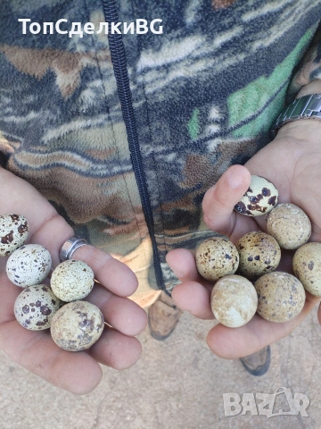 продавам пъдъпадъчи яйца 