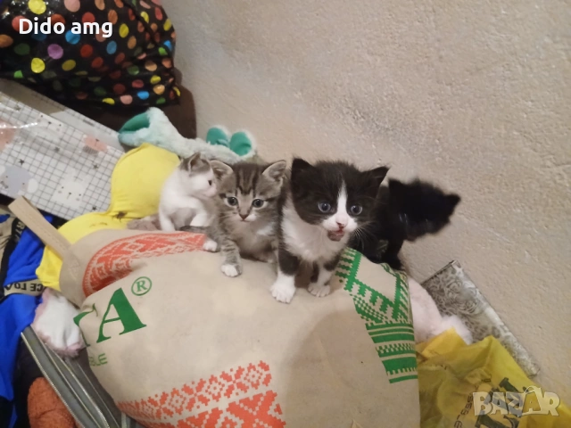 Малки котки, снимка 3 - Други - 54754189