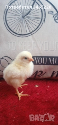 пиленца Брама,бял легхорн и Шабо , снимка 4 - Кокошки и пуйки - 54311238