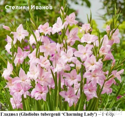 ГЛАДИОЛИ - РАЗЛИЧНИ СОРТОВЕ (ГРУДКИ)