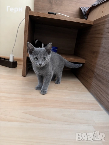 Руски сини котета 
