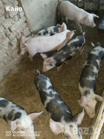 Продавам прасенца, снимка 3 - Прасета - 54659714