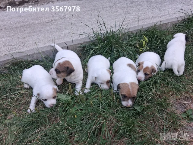 Продавам Джак Ръсел Териерр, снимка 3 - Джак ръсел териер - 55302082