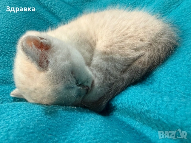 Колор пойнт коте 