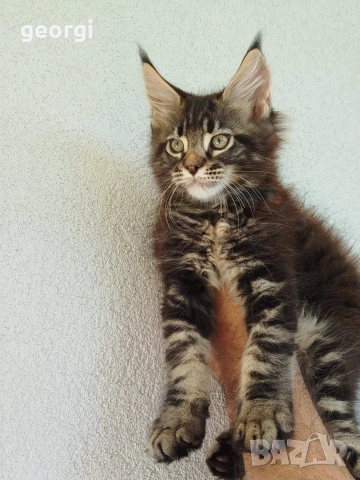 Коте Мейн Кун 