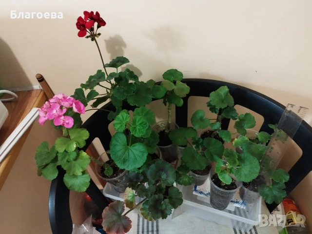 Комплект Мушкато - 10 бр 12 €, снимка 11 - Стайни растения - 46905641