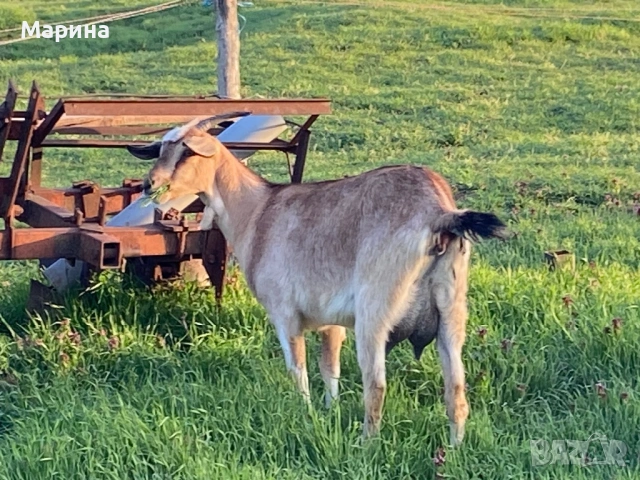 Кози и ярета , снимка 8 - Кози - 54330596