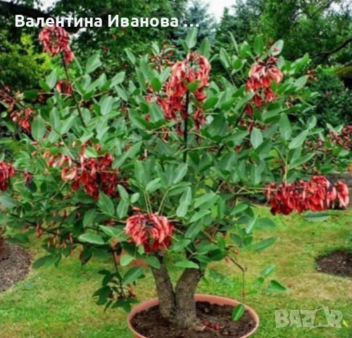 коралово дърво , снимка 6 - Разсади - 55092001