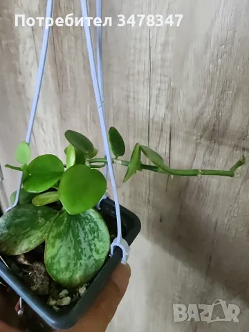 Хоя AFF. Biakensis, снимка 3 - Стайни растения - 55316388