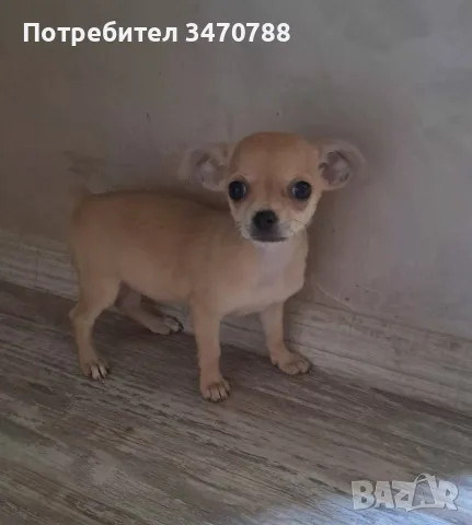 чихуахуа момиченца, снимка 6 - Чихуахуа - 55350845