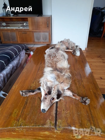 Стара кожа,яка от лисица #2