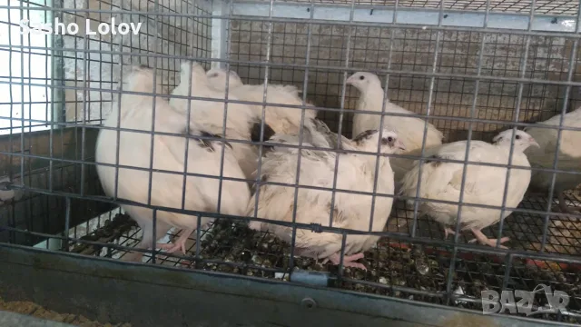  Пъдпъдъчи яйца за люпене, снимка 5 - Кокошки и пуйки - 55470196