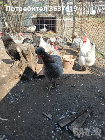 Продавам кокошки