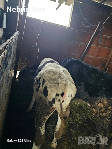 2 jenski teleta po na 5 mesetsa, снимка 4 - Крави - 54609284