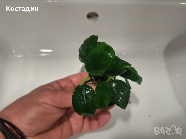 Аквариумно растение Анубиас Бартери, снимка 6 - Други - 54485998