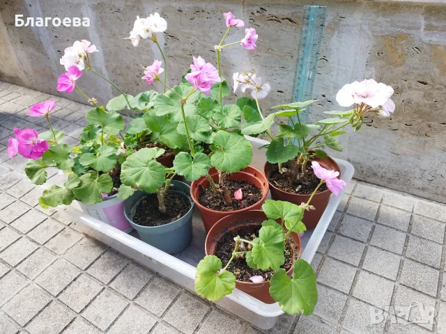 Мушкато различни цветове от 1 € , 1.50 € , 2 € , 2.50 €