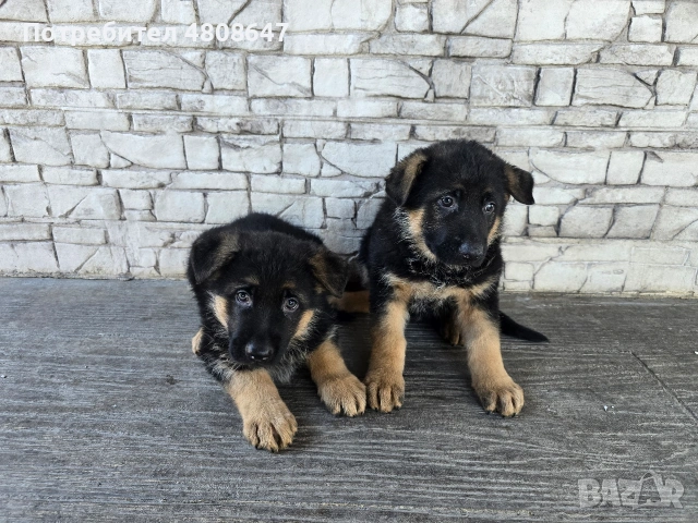 Немски овчарки , снимка 13 - Немска овчарка - 54320500