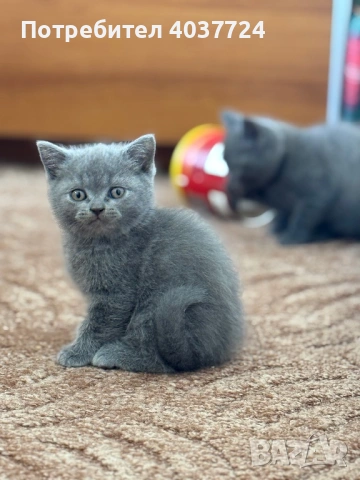 Британски късокосмести котета с родословие 