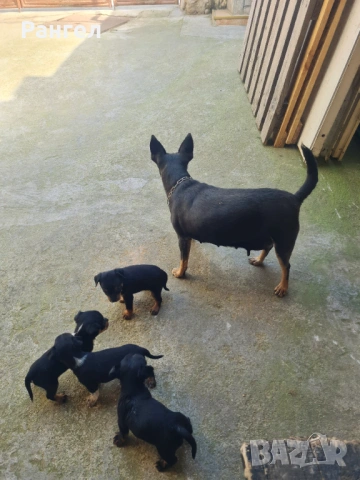 Пинчер , снимка 10 - Пинчер - 54253637